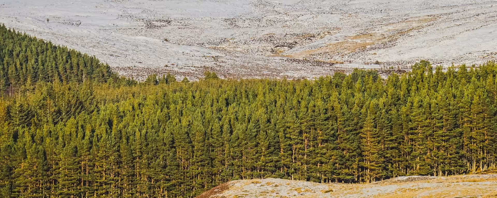 Band of pine forest below a pale hillside, with tawny moor in the foreground