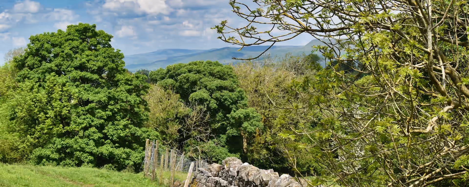 Dry-stone wall and a grassy path looking through trees to distant hills