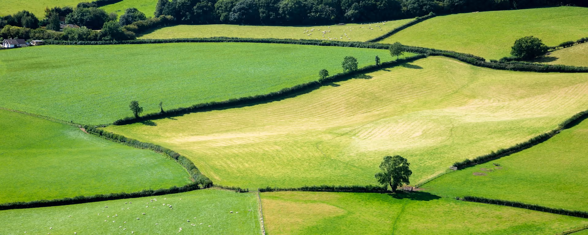 Hedged green fields and a lone tree, with sheep in the pasture