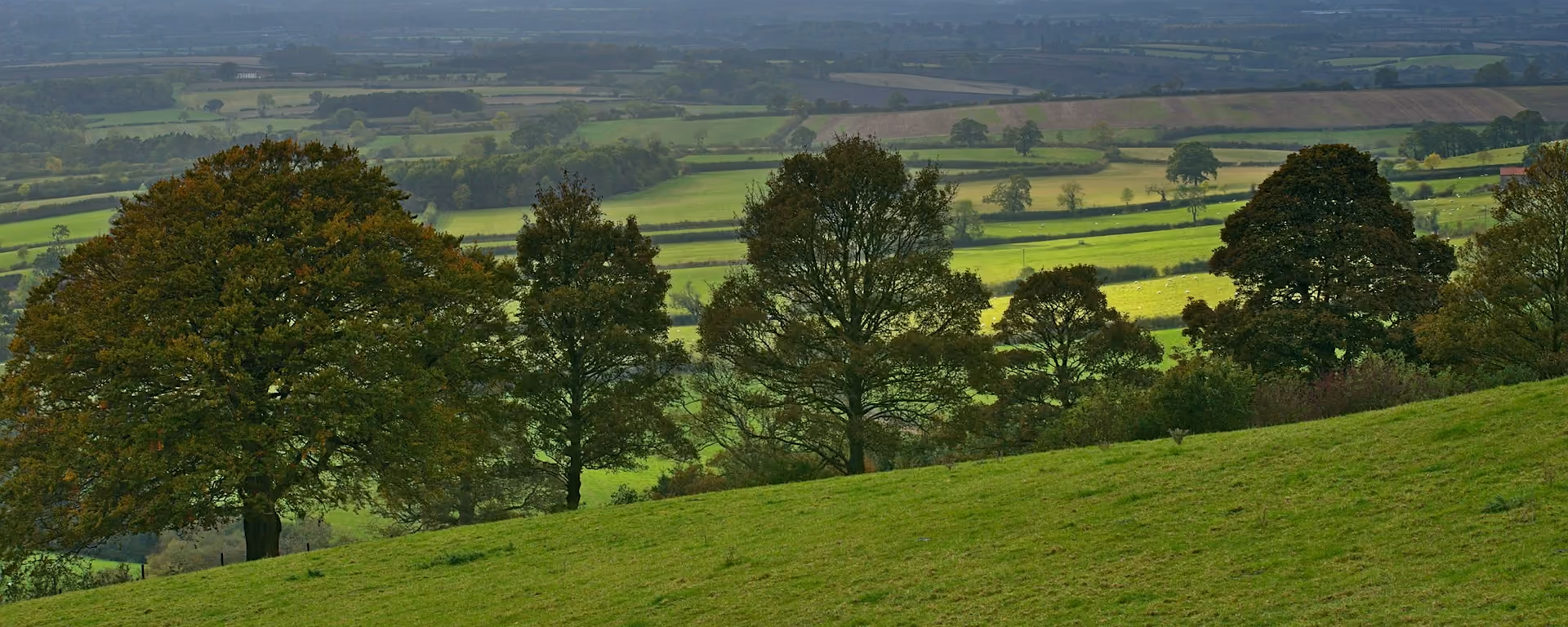 Trees on a grassy Wolds slope looking over a green vale under storm cloud